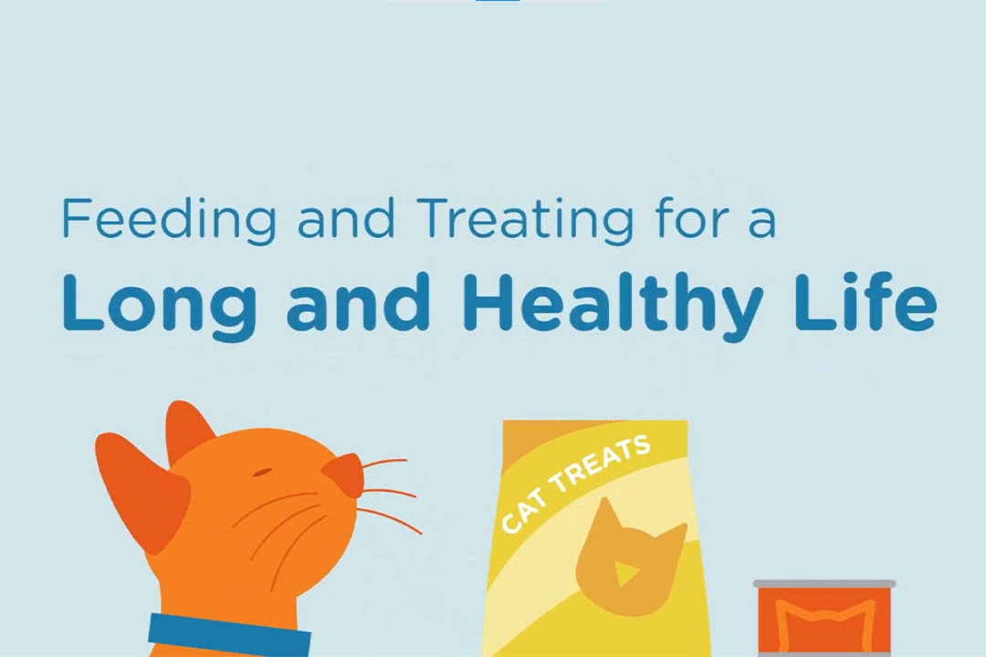 Feeding tips and treating practices for pet owners
