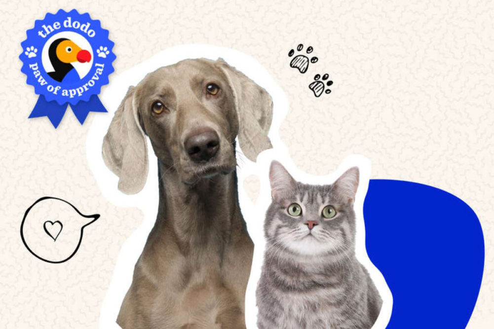 The Dodo introduces list of pet owner and pet-approved products