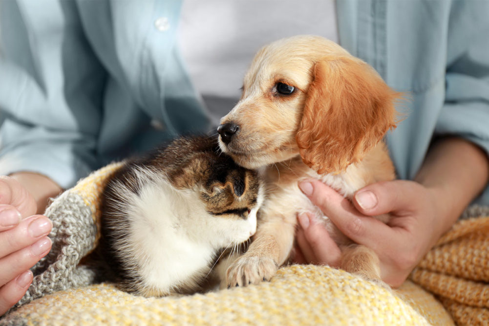 APPA releases key findings from 2021-2022 National Pet Owners Survey