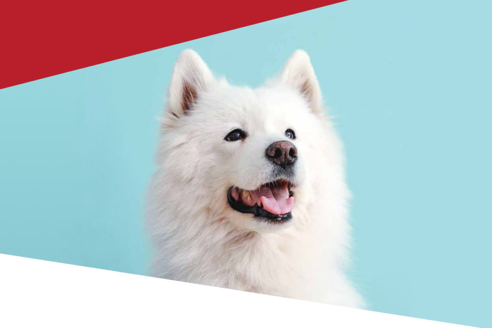 FEDIAF releases pet ownership, pet food manufacturing data and trend report for 2020