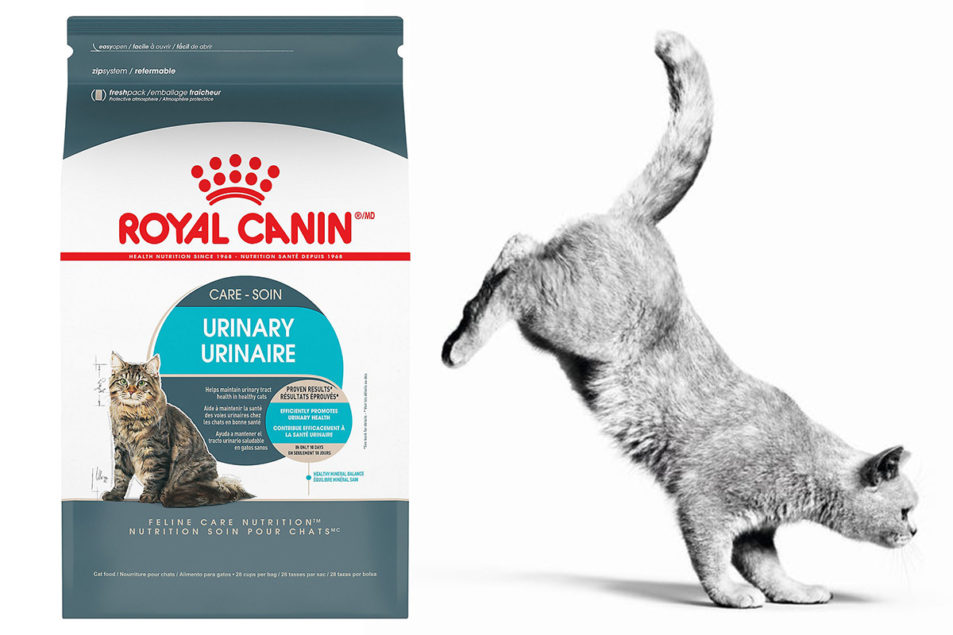 reguleren Beïnvloeden Hub New Royal Canin cat food diet to support urinary health | 2020-07-09 | Pet  Food Processing