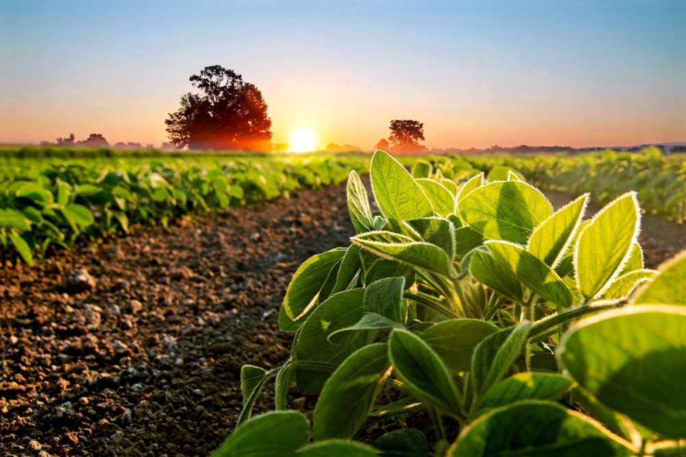 Corbion partners with Truterra to support sustainable soybean farming