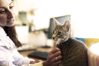 Arguments and best practices for creating more pet-friendly workplaces