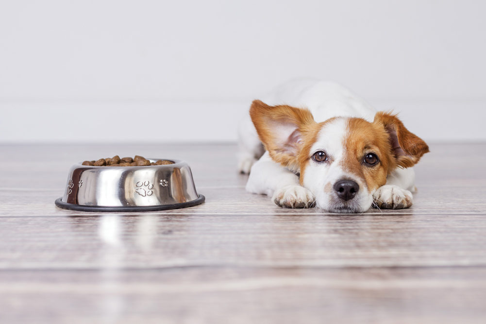 Antioxidants preserve the quality of pet foods and treats and help prevent products from becoming rancid.