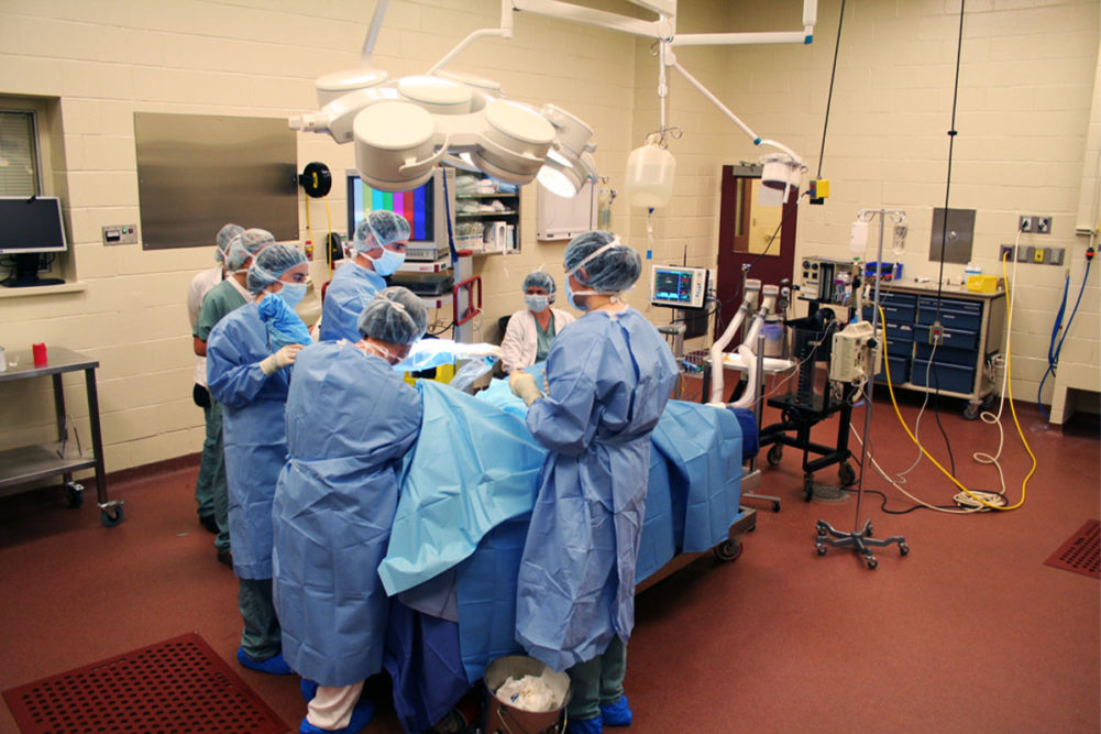 Royal Canin funds minimally invasive surgery education and research at Montreal university