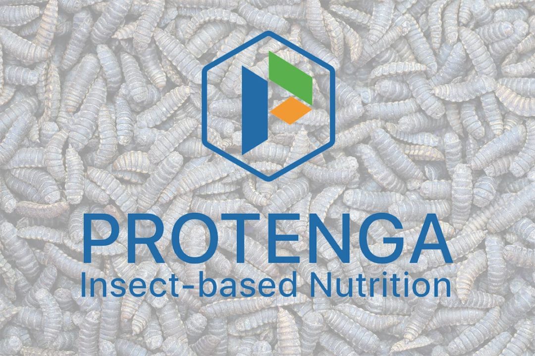 Protenga raises $1.6 million to develop insect protein production for pet food
