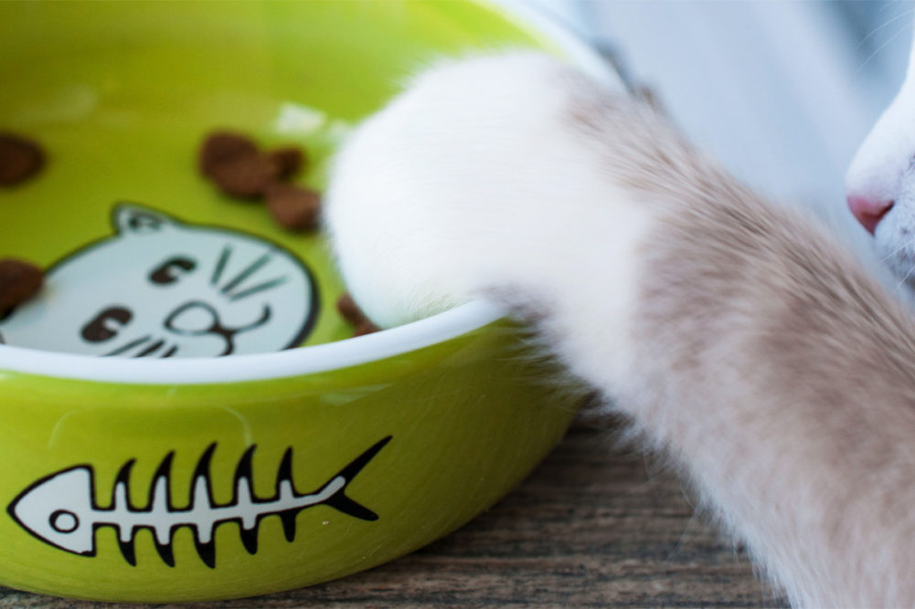 Feline eating habits shared by US cat owners