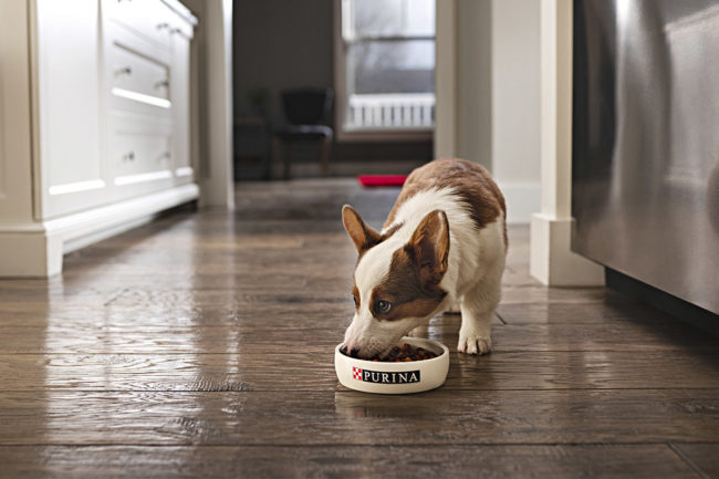 Purina surveys puppy owners as basis for puppy nutrition education