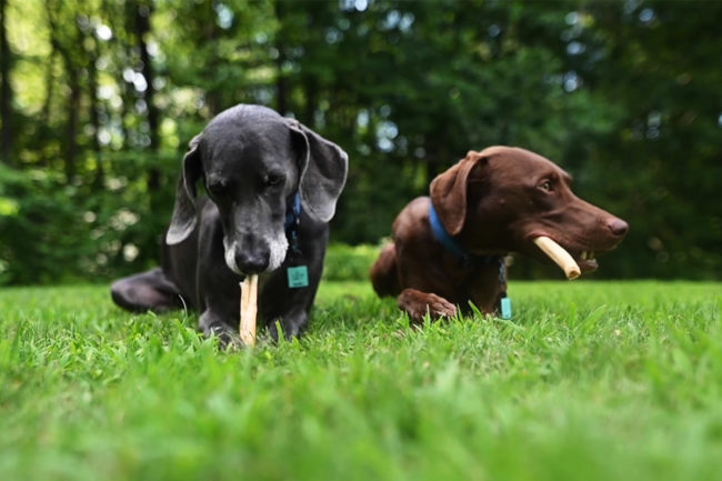 Pawstruck adds collagen dog chews to treat portfolio
