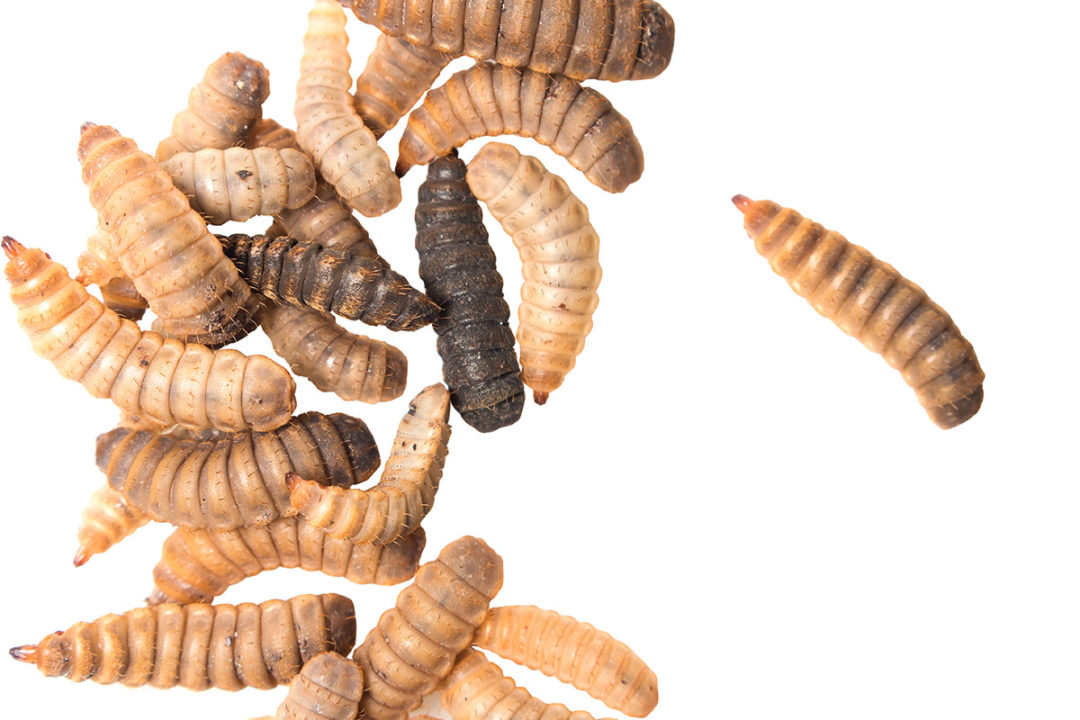 Black soldier fly larvae approved for use in adult dog food
