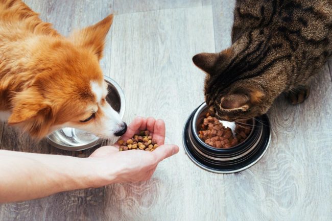 Packaged Facts shares five trends driving the pet food market forward in 2020-2021