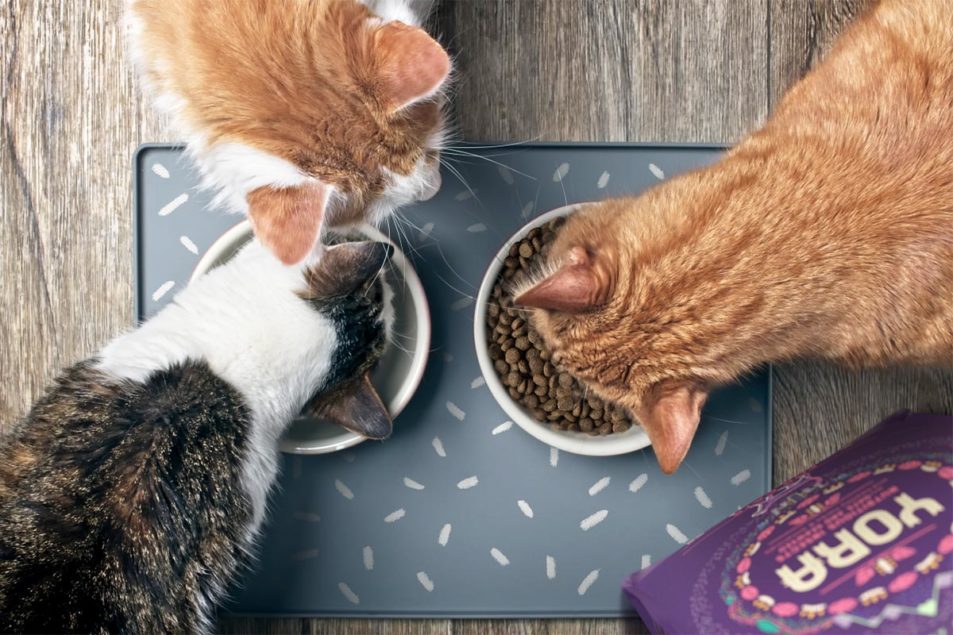 Yora debuts first cat food with insect protein
