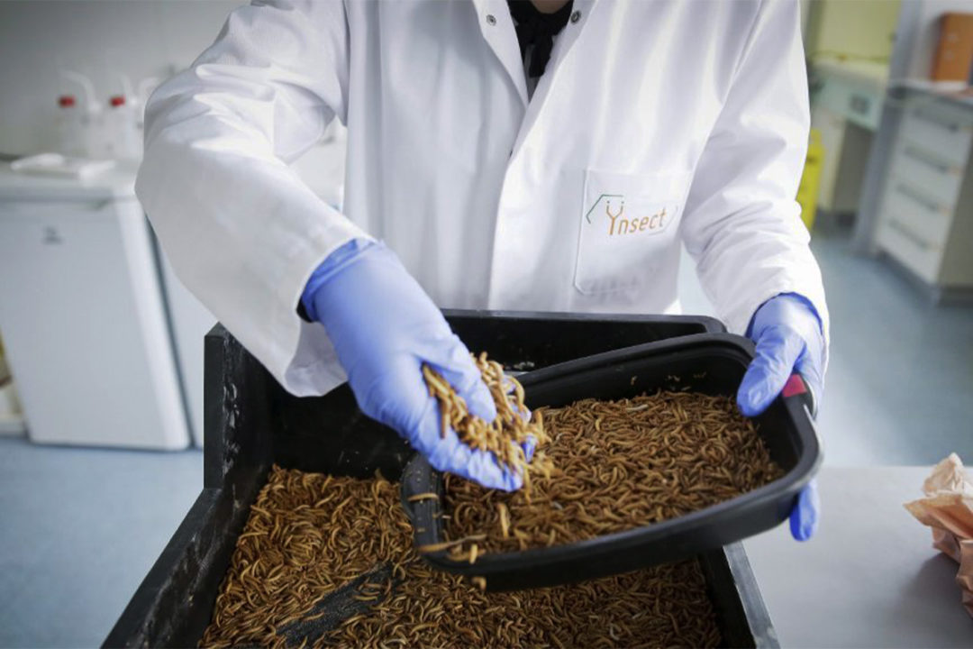 Ynsect, a French insect processor, has secured $372 million in additional funding