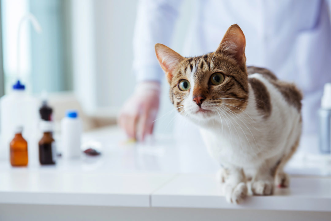 Three veterinary professionals join Petco Pet Wellness Council