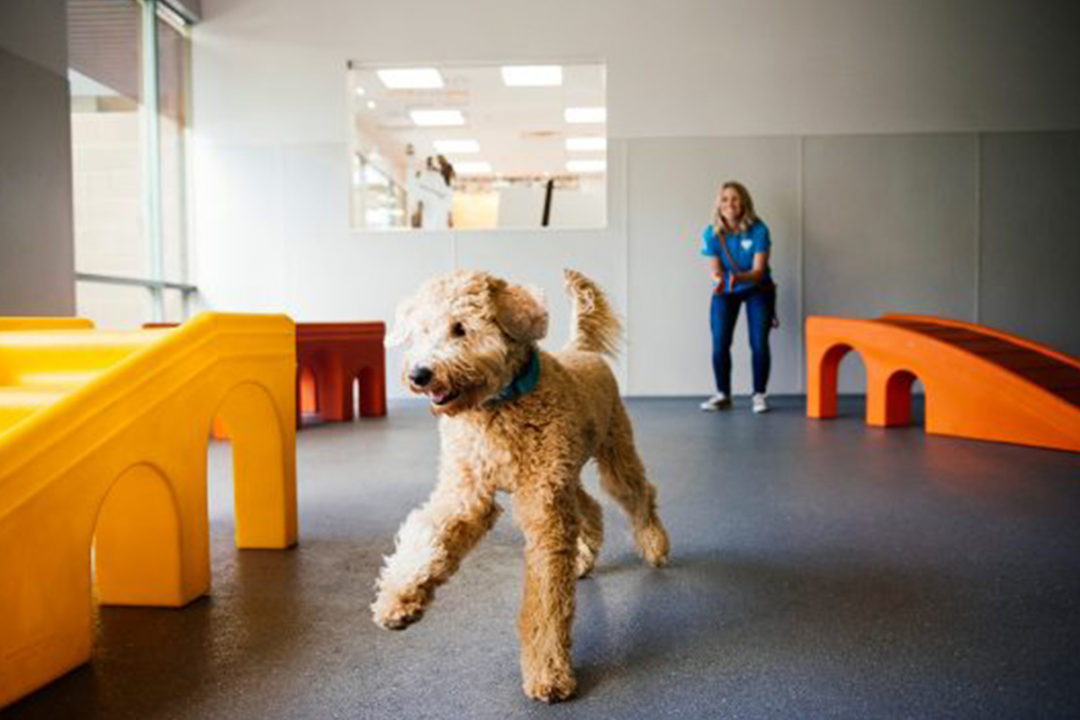 NutriSource, Dogtopia team up to offer NutriSource food and treats at dog daycare facilities