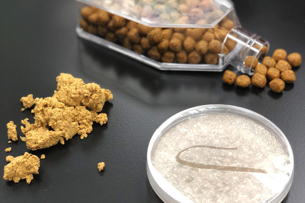 Cultured koji (Aspergillus oryzae) as a protein source in dog treats is a type of fungi rich in amino acids and umami flavor.