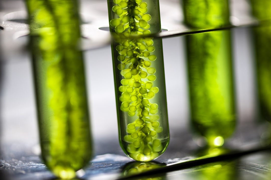 Huvepharma launches joint venture for algae oil ingredient production