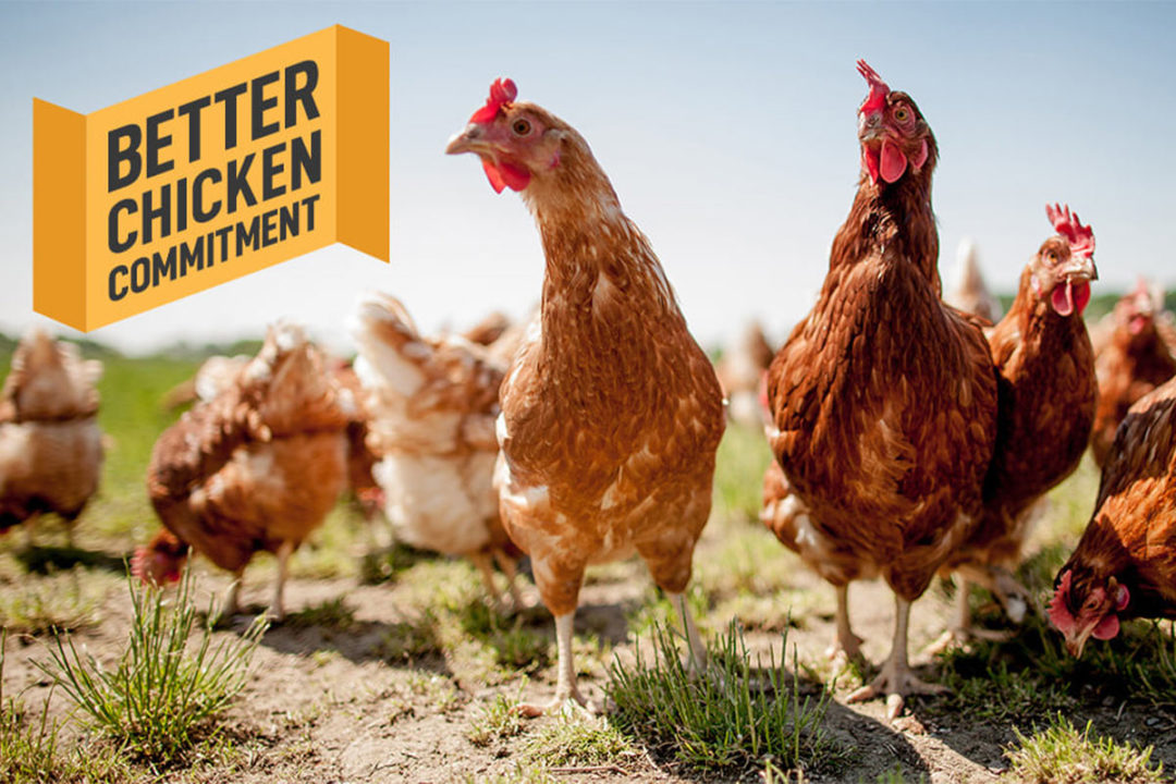 Campfire Treats pledges to source chicken from more humane farms