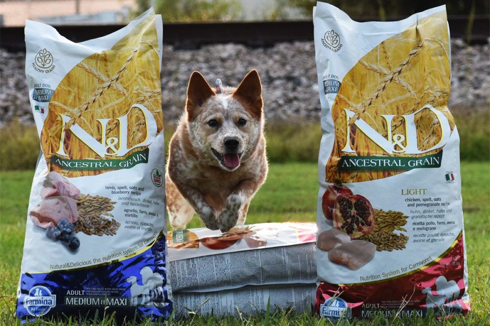 Italy-based Farmina Pet Food establishes US headquarters in Reidsville, N.C.