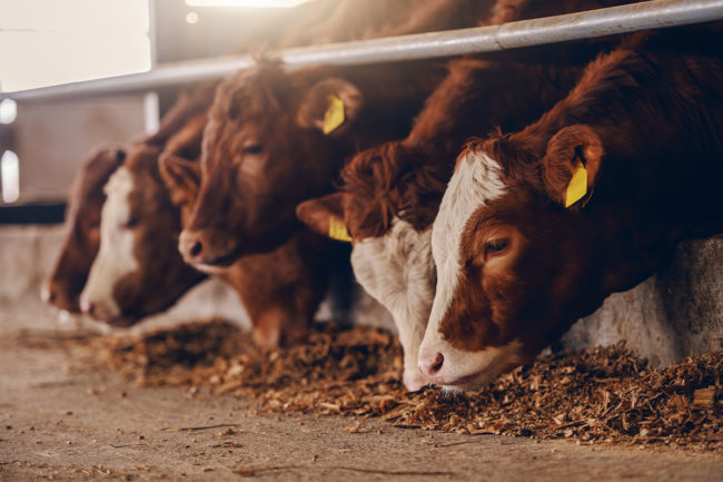 ADM partners with GFLI to advance sustainable animal nutrition practices