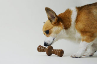 Choice Pet Products to distribute Benebone in Florida