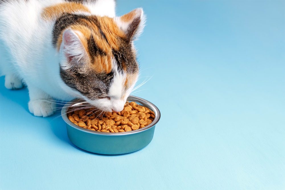 Patents offering innovative methods for pet food and treat processing