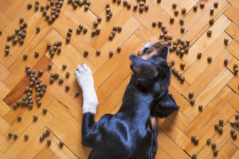 New pet food and treat products launched in 2020
