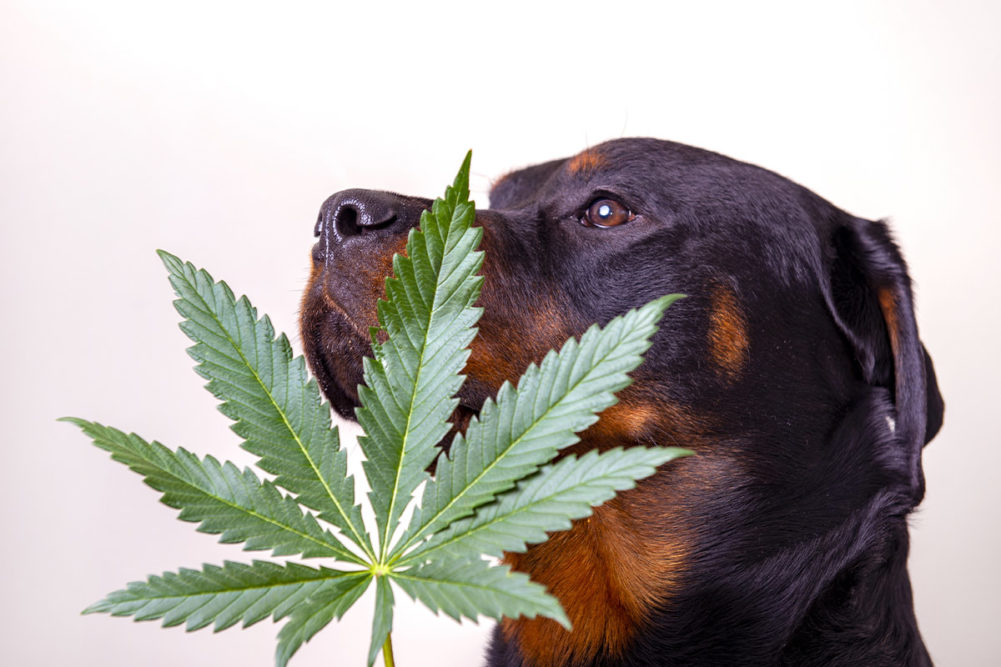 Maria Lange reviews data trends and regulatory barriers in the current and future hemp-CBD pet product space