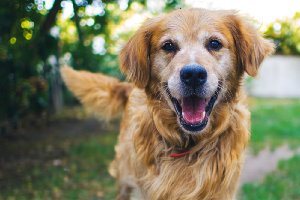 Redbarn adds blog focused on canine nutrition topics