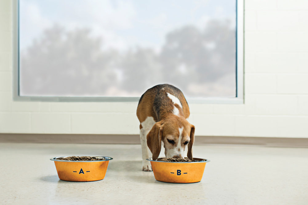 A two-bowl test can reveal pet preferences for certain foods and treats
