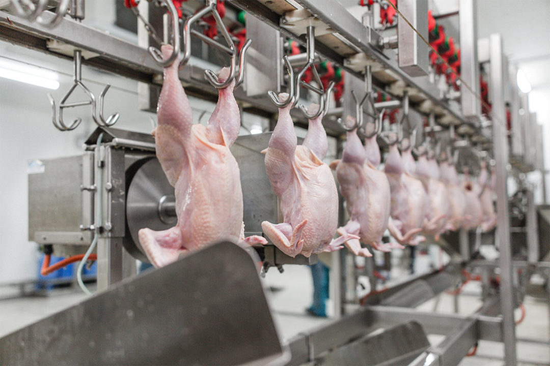 CDC and OSHA have issued interim guidance for meat processors