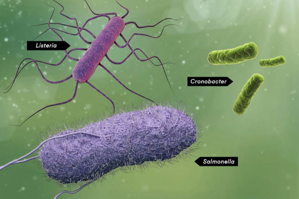 Illustration of food-borne pathogens Salmonella, Listeria and Cronobacter