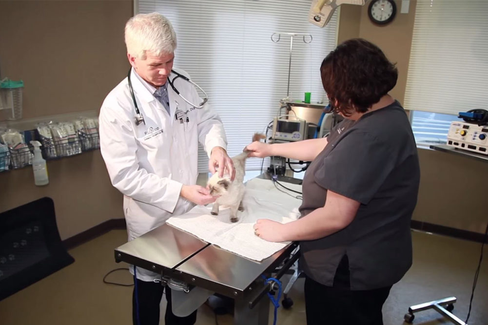 Image from National Veterinary Associates general practice video