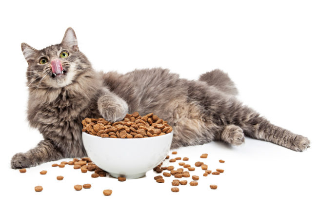 Cat licking nose, laying next to large bowl of dry pet food (©STOCKR - STOCK.ADOBE.COM)