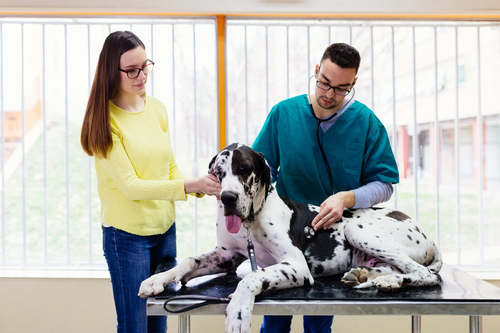 Large dog with owner at the vet (©STOCKR - STOCK.ADOBE.COM)