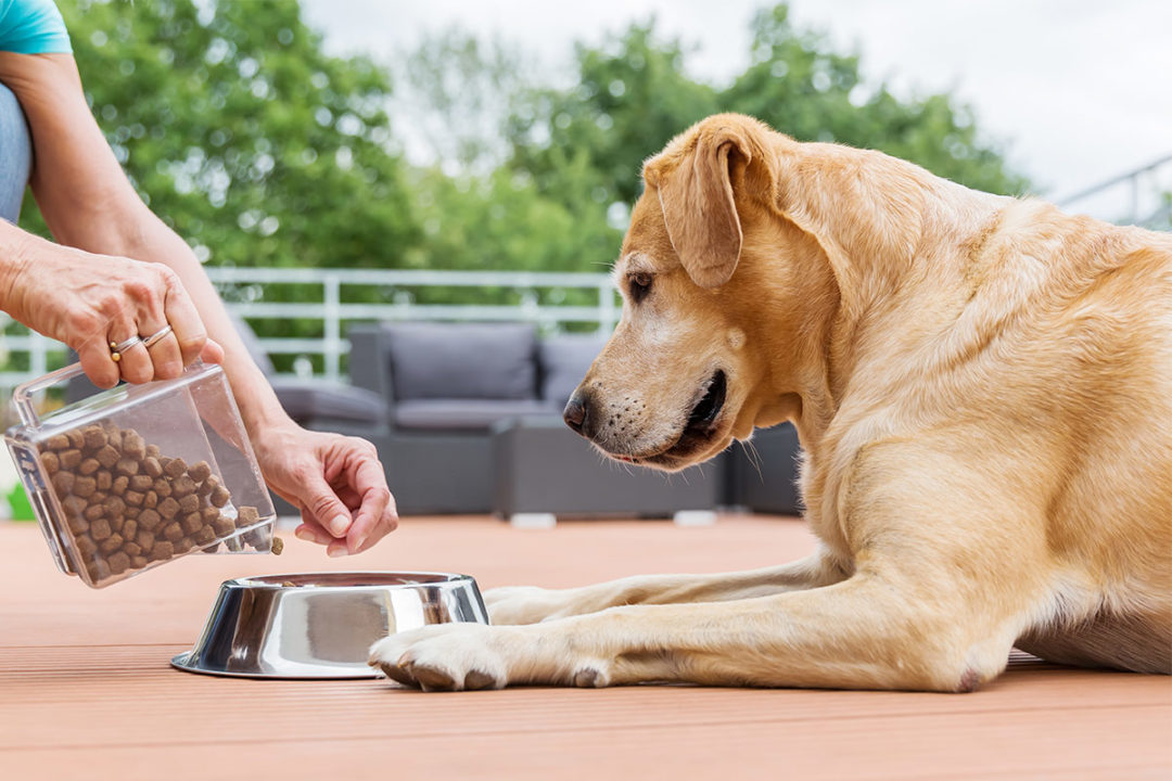 Woman serving dry kibble to large dog (©STOCKR - STOCK.ADOBE.COM)
