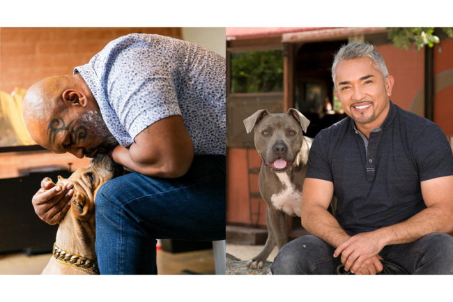 Mike Tyson and Cesar Millan with dogs