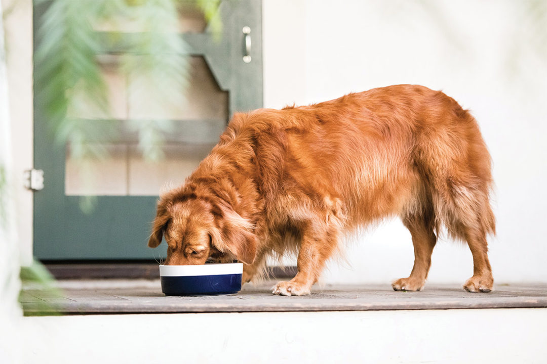 Golden retriever eating out of bowl on ground