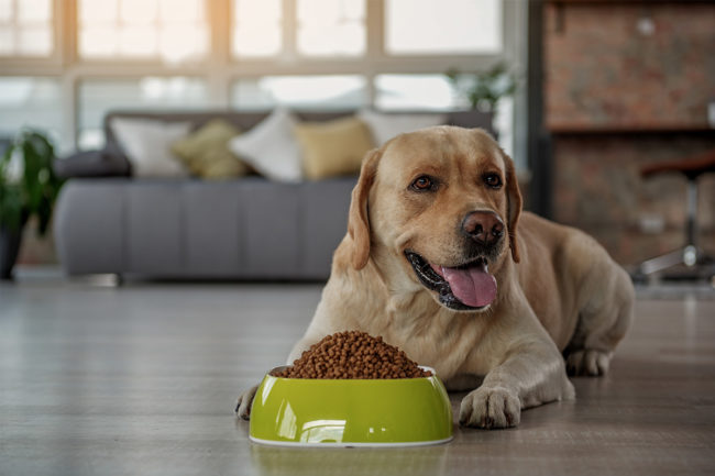 Dog sitting on floor in front of food bowl (©STOCKR - STOCK.ADOBE.COM)