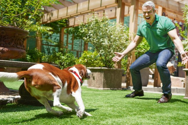 Purina surveys pet owners with senior dogs