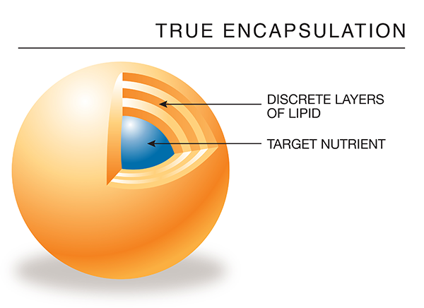 Encapsulated mineral diagram