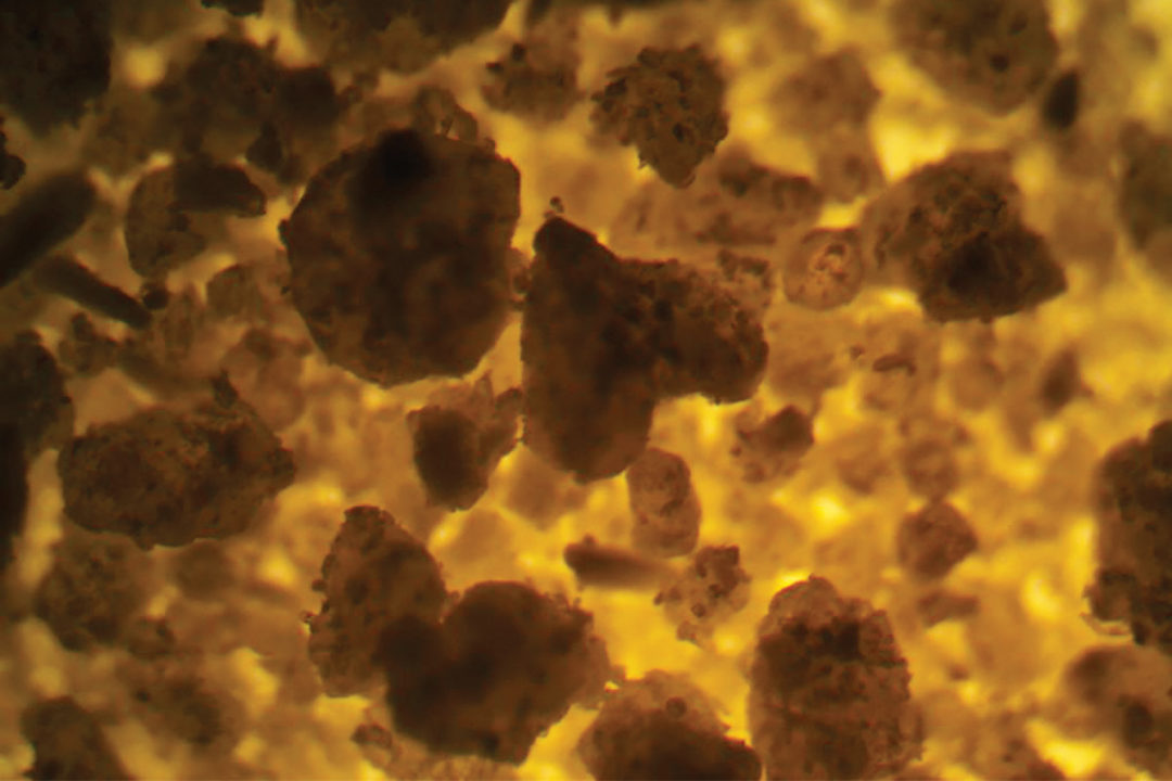 Microscopic image of encapsulated nutrients used in pet food