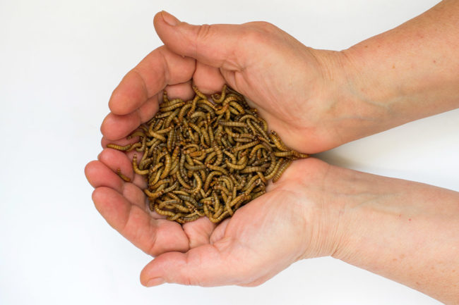 Bühler expands insect processing capabilities for yellow mealworms