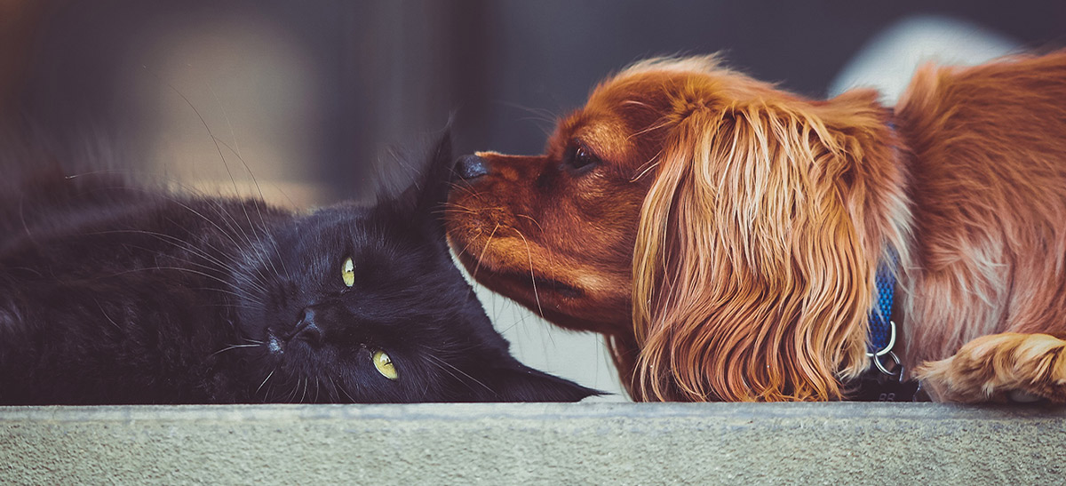 Pet Food Institute also advocates for all-around pet health to pet owners