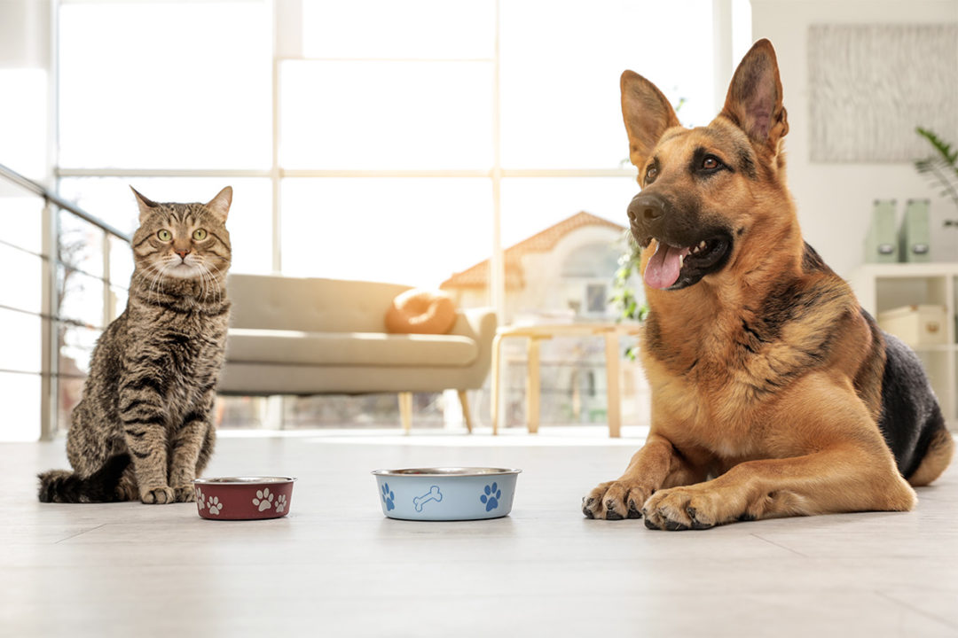 Two European pet food agencies debunk myths about carbohydrates in pet nutrition with new report