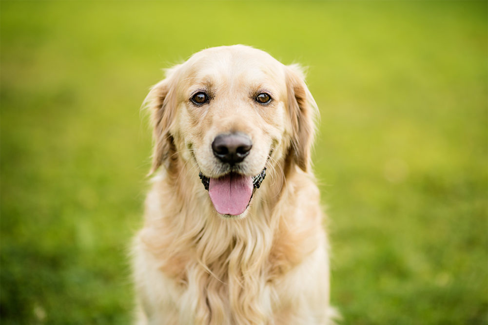 Golden Retriever Lifetime Study data made available to researchers through Data Common database