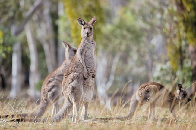 Australia collaborates with pet food producers to cope with kangaroo overpopulation