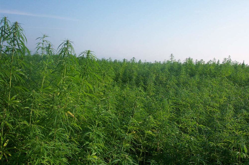 USDA launches program to regulate hemp farming
