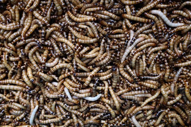 Darling Ingredients purchases 100% of EnviroFlight, an insect rearing and processing company