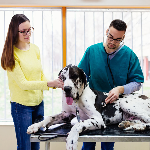 Big dog at the vet